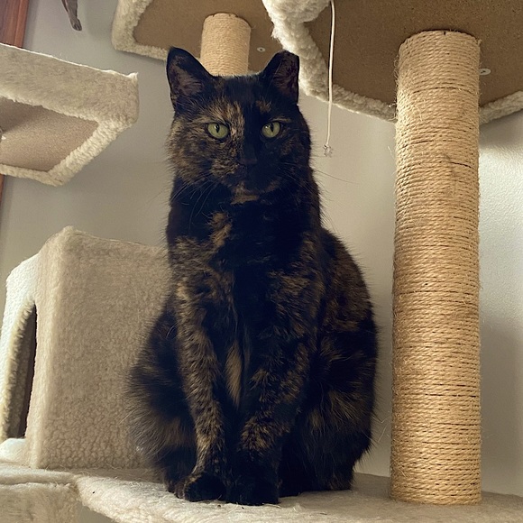 Meet your Posher, Sara - Picture 3 of 9